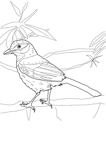 Scrub Jay Coloring Page